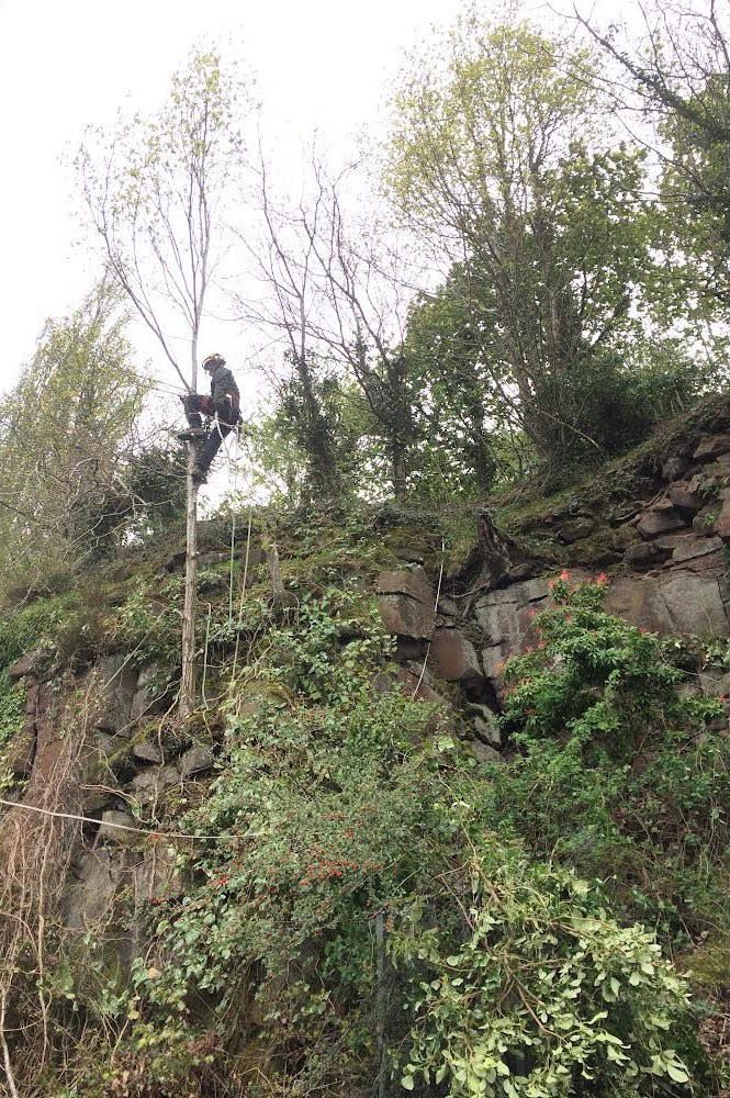 climbing arborist
