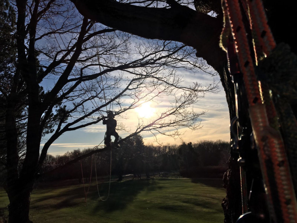 Tree surgery arborist
